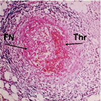 epub verhandlungen der deutschen dermatologischen gesellschaft tagung gehalten